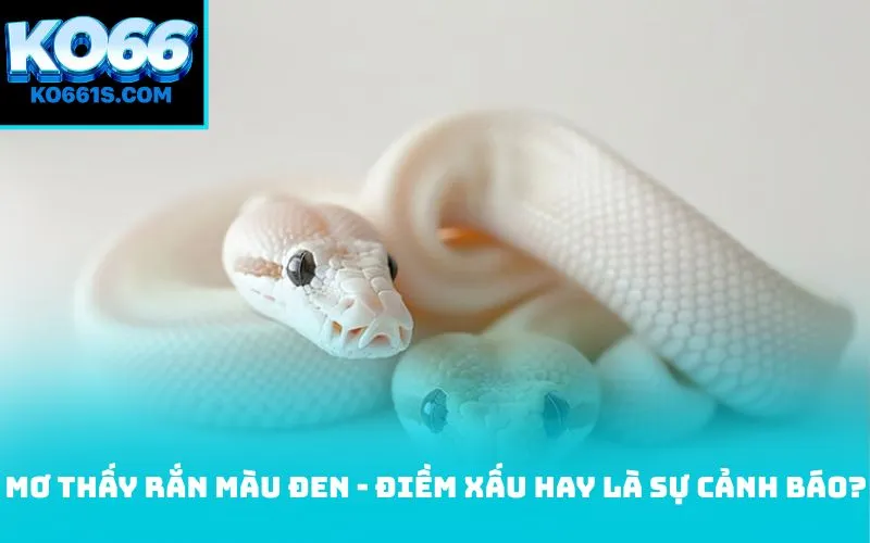 Mơ thấy rắn màu đen - điềm xấu hay là sự cảnh báo?