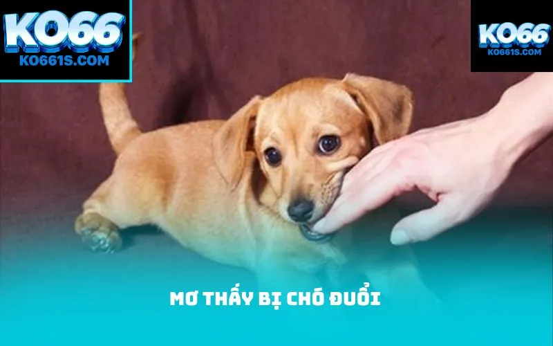 Mơ thấy bị chó đuổi