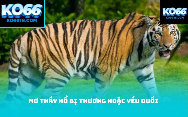 Mơ thấy hổ bị thương hoặc yếu đuối