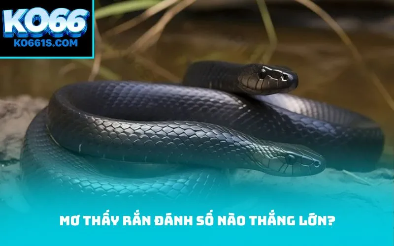 Mơ thấy rắn đánh số nào thắng lớn?