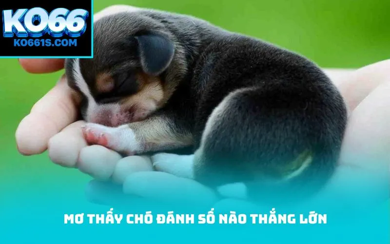 Mơ thấy chó đánh số nào thắng lớn