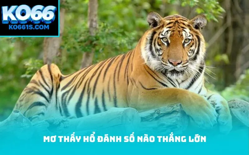 Mơ thấy hổ đánh số nào thắng lớn