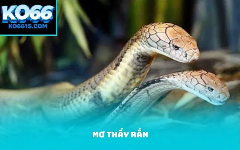 Giấc mơ thấy rắn