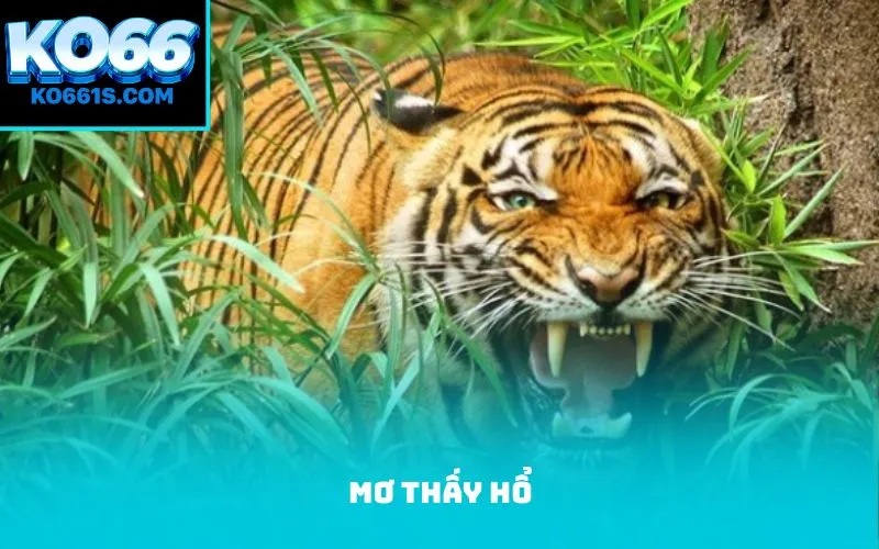 Giấc mơ thấy hổ